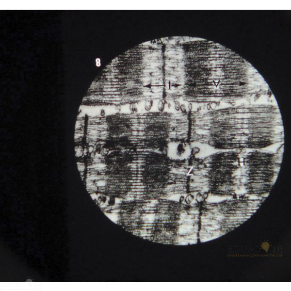 Ultra Structure of Animal Cells Microslide