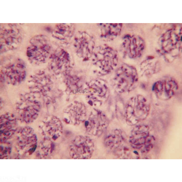 Cell Division Slide Set of 9