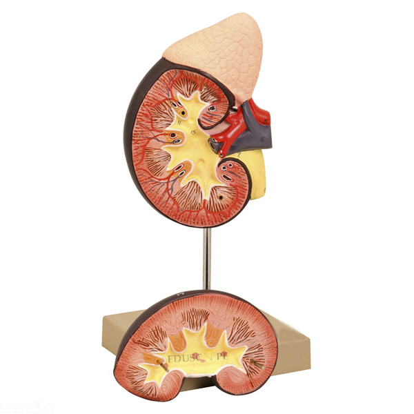 Kidney with Adrenal Gland Model