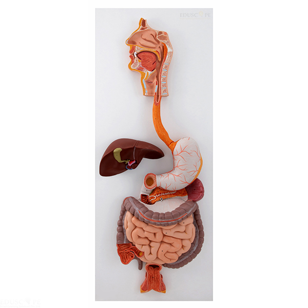 Digestive System Model