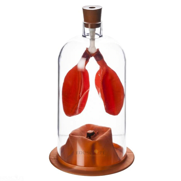 Lung Demonstration Model