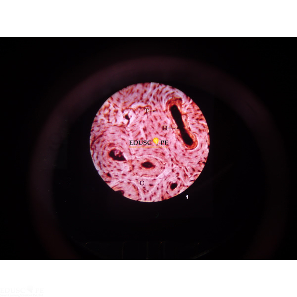 Basic Human Histology Microslide