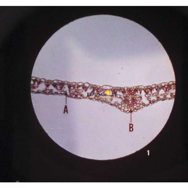 Microslide Photosynthesis