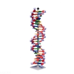 DNA Model