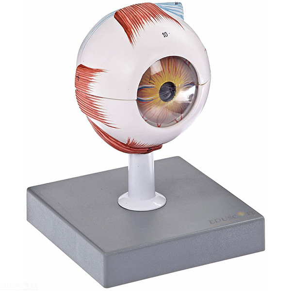 Eye Model