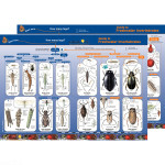 Key to Identifying Water Invertebrates