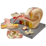 Ear Model
