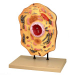 Animal Cell Model