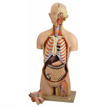 Torso Life size Interchangeable Sex Organs Model