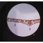 Microslide Photosynthesis