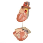 Heart 3 times Natural size Model